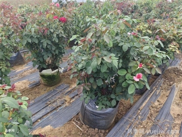 冬季月季浇水时要注意哪些常见误区？