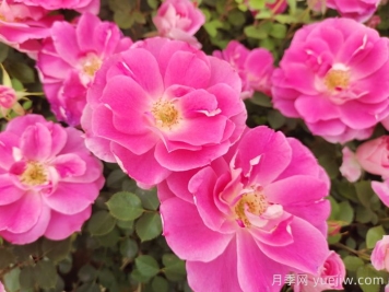 花木产地：长沙浏阳柏加镇