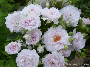 可爱精灵月季/小乖乖月季