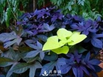 5种绿化带常见的植物，盆栽观赏好养