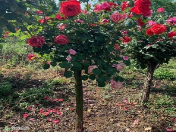南阳月季花卉苗木交易中的术语大全