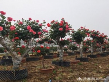 南阳6-15公分古桩月季树，货源充足基地直销价