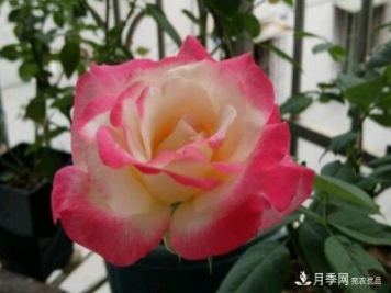 大花月季、丰花月季、微型月季的小知识与品种推荐