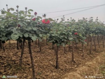 南阳月季树基地_南阳月季_树状月季批发和价格