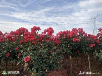 1.2万亩月季园区 南阳方城博望镇月季花农过上花样生活