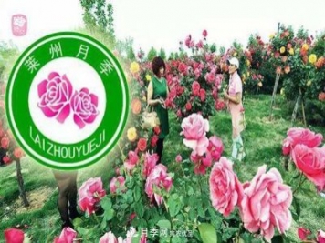 山东有三座城市以花闻名，除了菏泽牡丹平阴玫瑰，还有莱州月季之都