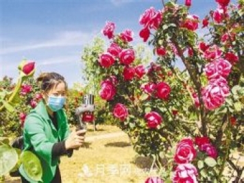 好一个美丽的中国月季之乡--南阳中国月季园掠影