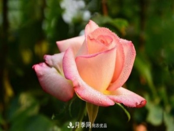 美文：月季皇后 丰姿卓绝