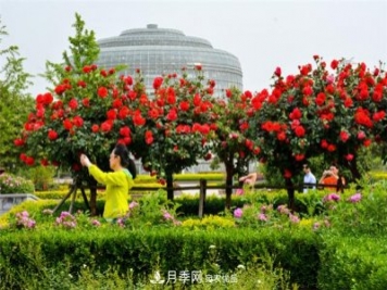 郑州月季市花文化