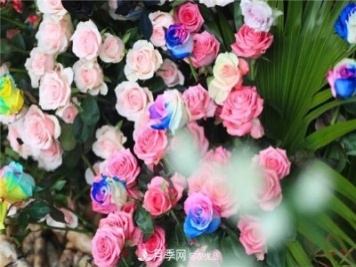 别惊讶，市面上卖的玫瑰竟都是月季？上海辰山植物园月季品种多