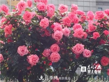 树状月季很养眼，云南昆明上万株高秆月季热情绽放