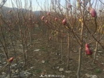红玉兰品种图片和产地价格
