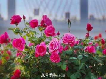 中国南阳特产：石桥月季