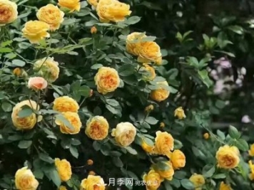 藤本月季怎么藤本月季，南阳藤本月季基地有几个建议送给你！