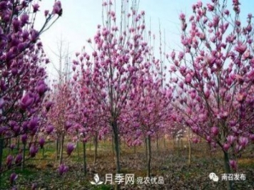 从卖药材--卖花木---卖盆景 南召玉兰花木成为现代农业一张绚丽“名片