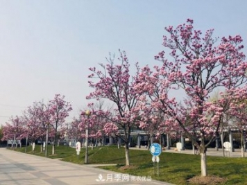 上海闵行有座公园 1357棵品种玉兰树惹人爱