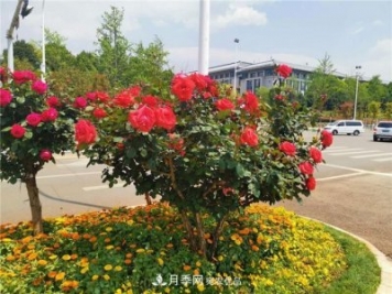 昆明呈贡街头1487株树状月季，月季花开扮靓春城