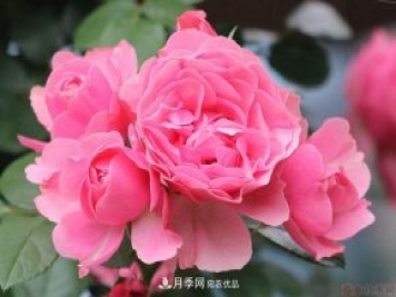 藤本月季粉色达芬奇的优缺点是什么？