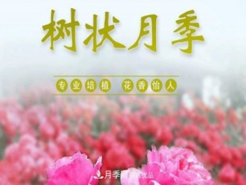 南阳树状月季批发基地