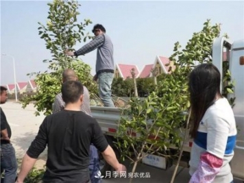 河南鄢陵：花木销售好于预期