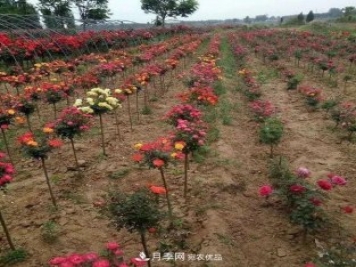 安徽安庆：历经八年培育多彩月季 高颜值市花明年现身园林景观
