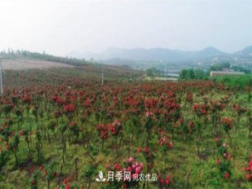 湖北荆门钱场镇月季产业蜕变“美丽经济”