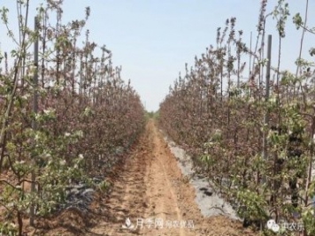 小树要造形,结果大树要因树修剪随树造形 小树要造形,结果大树要因树修剪随树造形