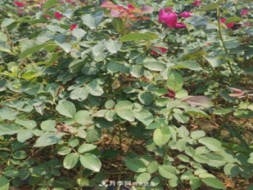 月季苗，月季花，品种齐全畅销全国市花城市