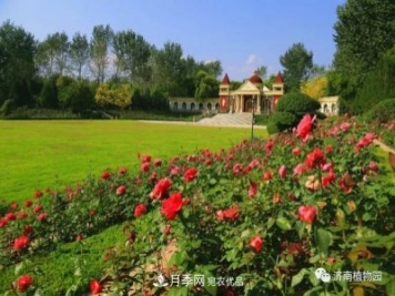 金秋花儿姹紫红，山东济南植物园万株月季与您“约会”佳节