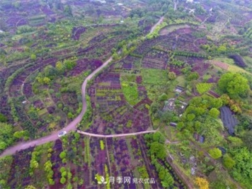 中国花木之乡—重庆市北碚区静观镇