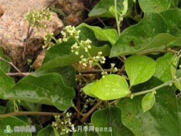 南阳黄精种苗种植基地