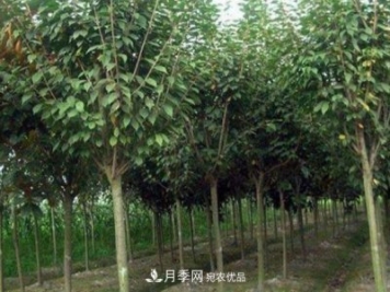 桐柏桂花石楠苗木花卉专业基地