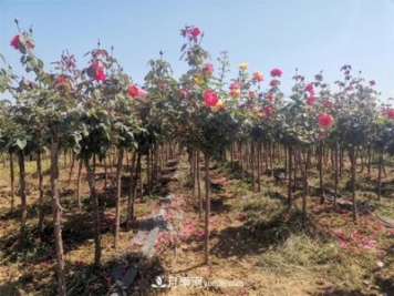 怎么快速培养山东济南树状月季？