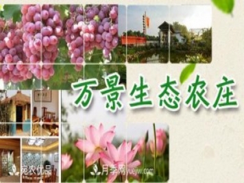 南召县万景园林张园园，玉兰树苗木创业造福乡梓