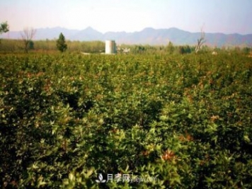 南阳市内乡县五角枫玉兰苗木基地