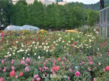 花开华南地区，哪些月季品种，征服了广州这片“热土”？