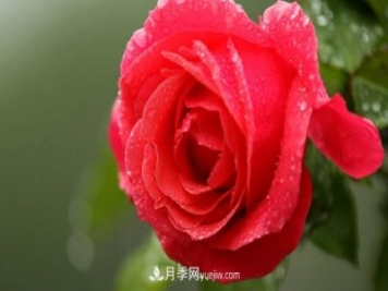 集齐这10种颜色的月季花品种,你就是花界大神,打开眼界 集齐这10种颜色的月季花品种,你就是花界大神,打开眼界