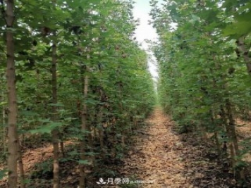 方城县玉兰五角枫苗木种植基地