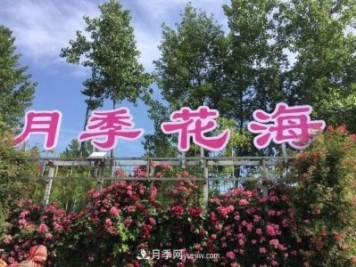 襄阳张建：志做湖北月季花卉领军人