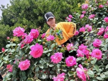 作文：莱州小学生游中华月季园竟有“神奇”发现