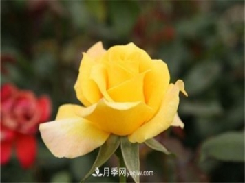 黄色月季花花语及寓意