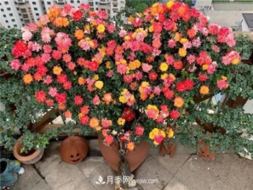 藤彩虹月季品种优缺点是什么？
