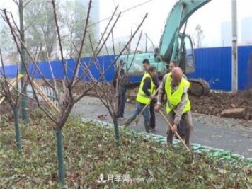 湖北应城栽种花木1500余株 赏花来这里！