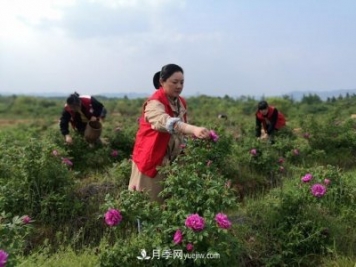 做美花木产业 浙江长兴这个乡村打造美丽经济