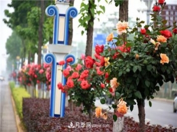 河北北京天津树状月季成风景线，四季应该怎么养护？