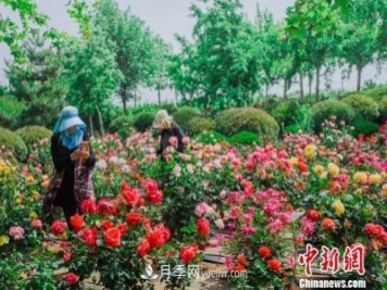 中国月季之都 山东莱州月季花海吸睛