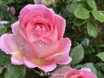 银禧庆典被称“最美玫瑰”，经典大花月季品种介绍