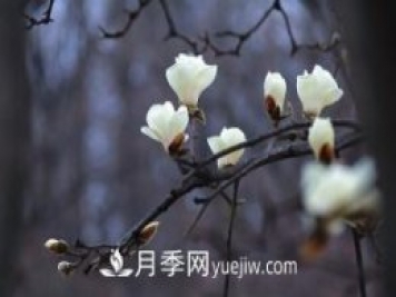 南召白玉兰，广玉兰，紫玉兰有什么区别，种植方法有哪些？