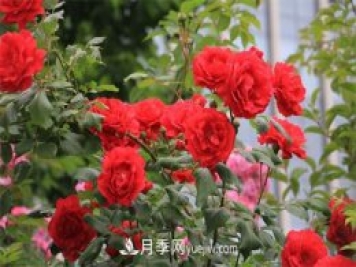 石家庄适合养月季花，市花和市树是什么