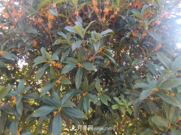 南阳桂花树价格表 南阳桂花树价格表